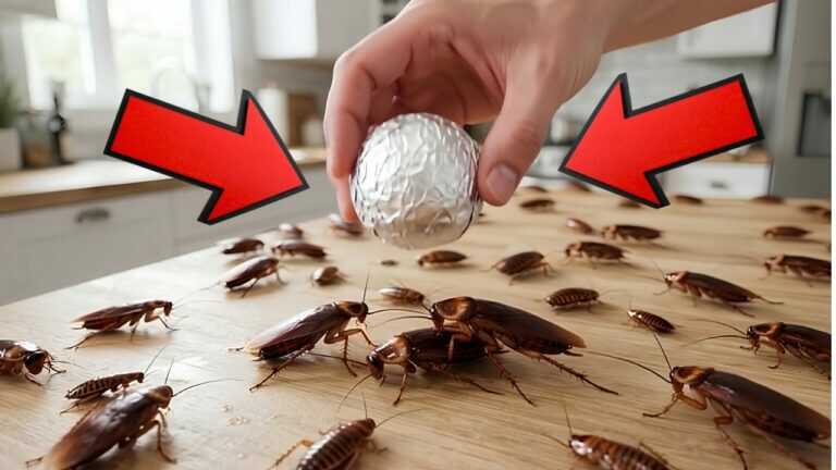 Ein Stück Alufolie, um jede Kakerlake in deinem Haus zu töten!