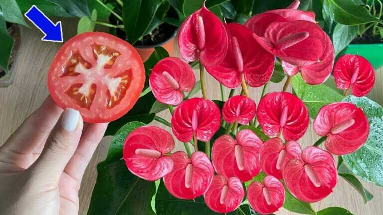 Apenas uma fatia de tomate, as flores de antúrio florescem nas quatro estações | Wonder Garden