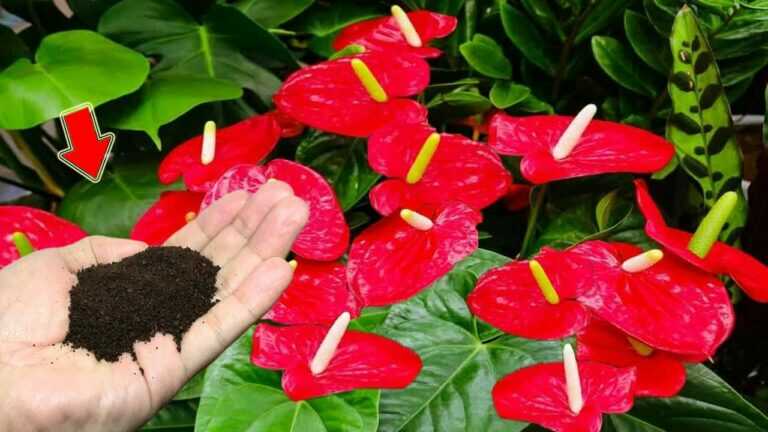 Spargi un cucchiaino! Un anthurium debole cresce improvvisamente innumerevoli radici e fiori!