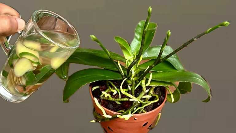 Pour under the orchid! It immediately blooms many new flowers all year round