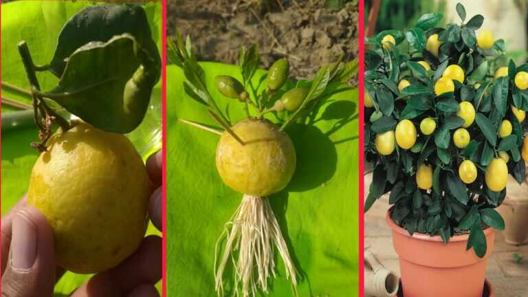 Faire pousser des citrons à partir de fruits de citron | La procédure la plus facile au monde | Succès à 100 %