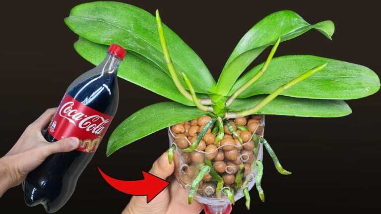 Fai questo dopo la caduta dei fiori dell’orchidea, le radici dell’orchidea crescono immediatamente | Cura delle orchidee per principianti
