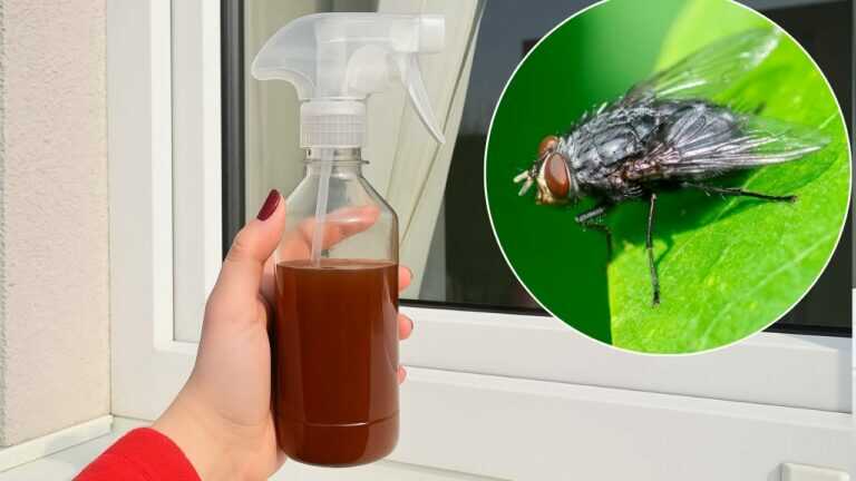 Lo spray naturale alla cannella che le zanzare odiano assolutamente