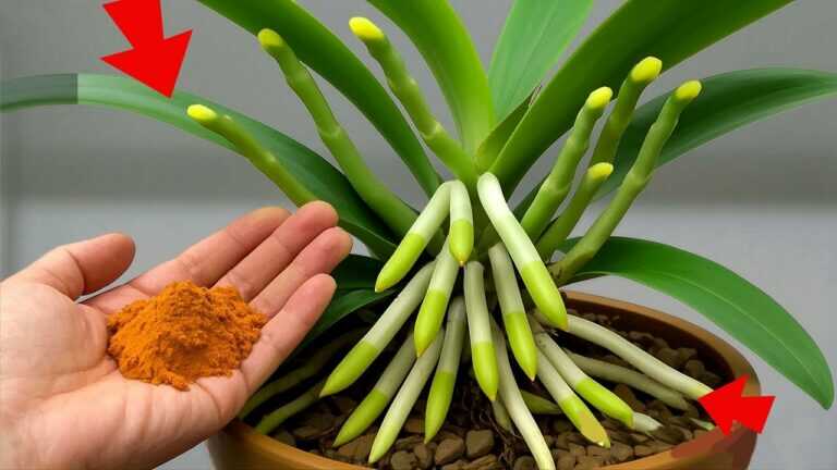 89🔹Wystarczy spryskać raz! Orchidea natychmiast ożyła i kwitła przez cały rok@BlissfulGarden6