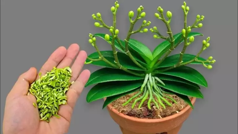 The Secret to Healthy Orchids: Simple Weekly Care for Strong Roots and Beautiful Blooms