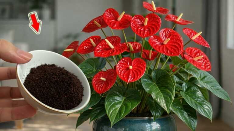 Polvilhe 1 colher de chá! Milhares de flores desabrocham durante todo o ano!