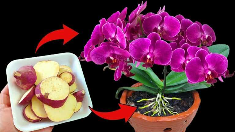 Una sola patata può far fiorire immediatamente le orchidee con molti fiori, facilmente e a basso costo