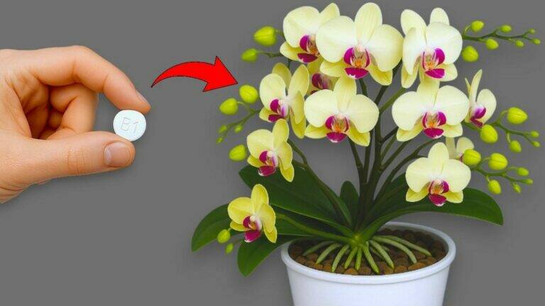 🌸 5 Essential Orchid Care Secrets for Healthy Plants and Beautiful Blooms