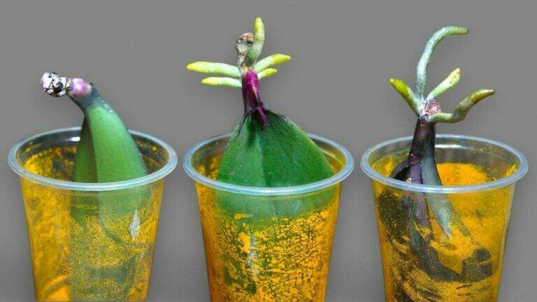 Rice Water for Orchids: A Simple Home Remedy to Encourage Healthy Roots and Beautiful Blooms