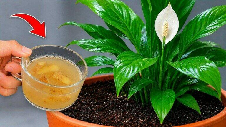 🌿 Potato Peel Water for Peace Lilies: A Simple Homemade Plant Tonic to Support Healthy Growth