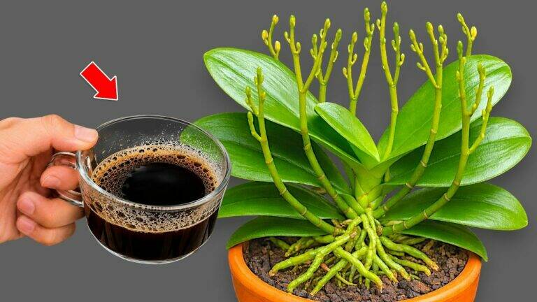 🌸 Jeden šálek týdně – tajemství silných kořenů a bohatě kvetoucích orchidejí!