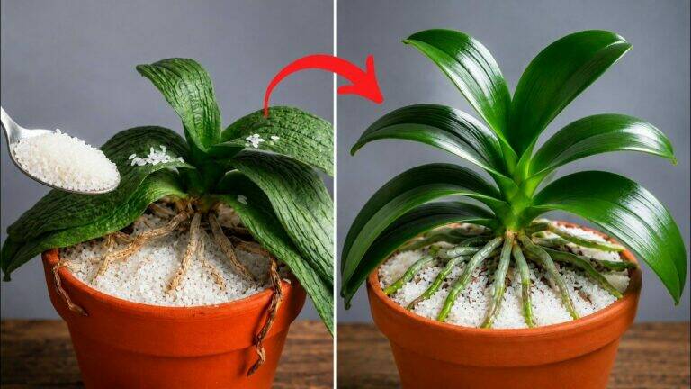Zaručený úspěch! Jak zachránit umírající orchidej doma (Jednoduchá metoda, která může pomoci)