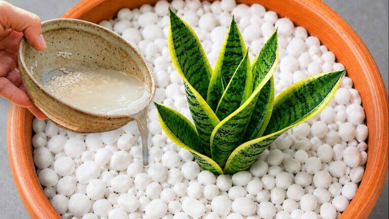 Gebruik geen potgrond meer voor je sansevieria! Deze methode stimuleert sterke wortelgroei