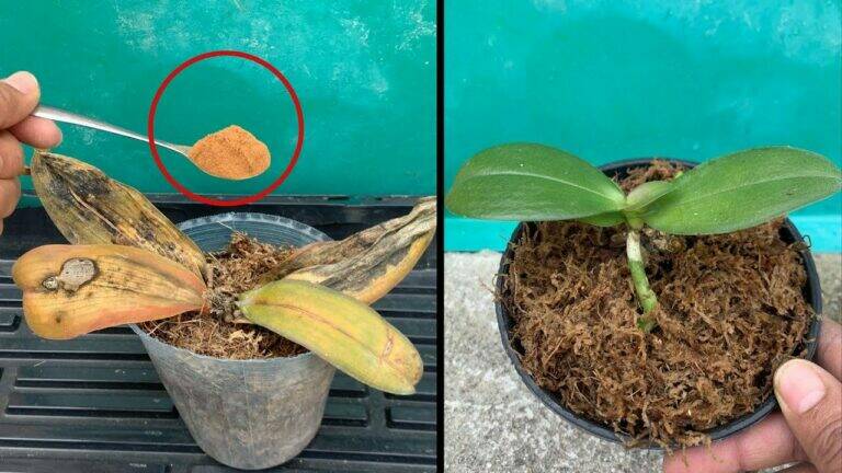 Zo red je een wegrottende orchidee en geef je haar een tweede leven