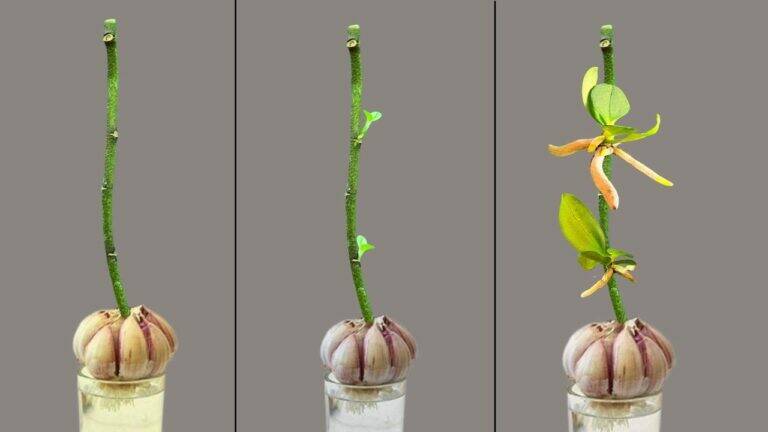 Met alleen knoflook! Zo stimuleer je een orchidee om nieuwe scheuten en wortels te vormen