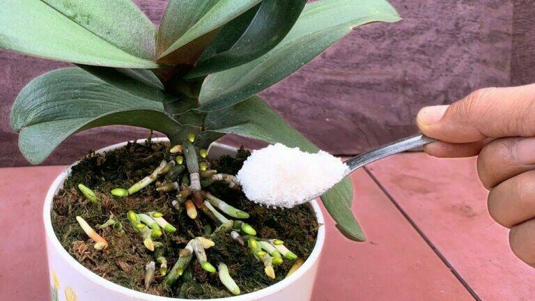Slechts 1 theelepel! Zo help je een zwakke orchidee nieuwe wortels te vormen en weer gezond te groeien