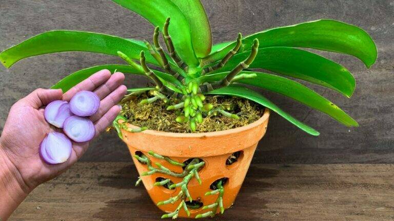 Slechts één dun schijfje per week! Zo stimuleer je je orchidee om nieuwe bloemstengels te vormen