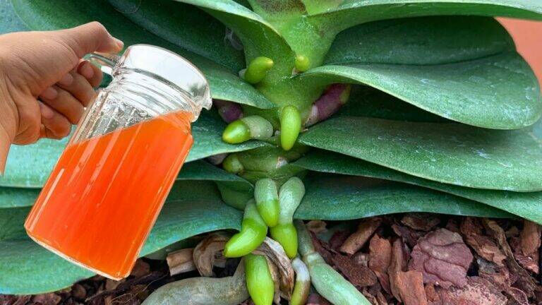 Slechts één kopje per maand! Zo ondersteun je gezonde wortels en langdurige bloei van je orchidee