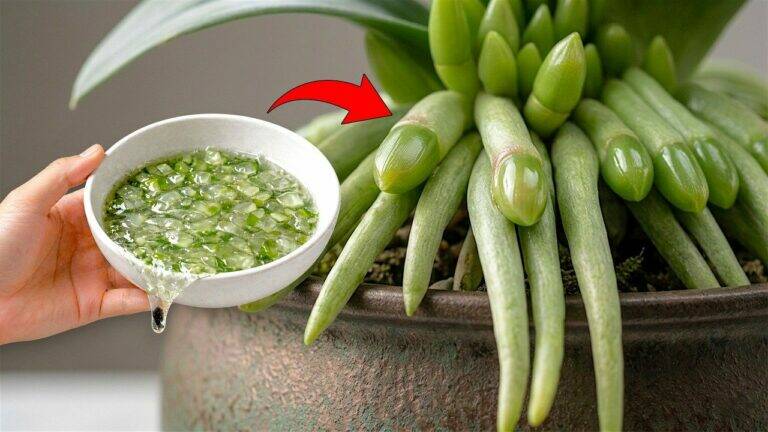 Zo help je een orchidee sneller wortelen en gezond bloeien met een eenvoudige natuurlijke verzorging