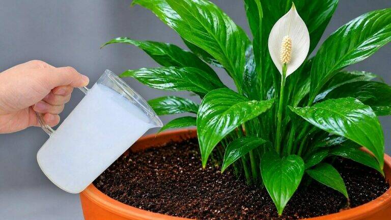 Bloeit je lepelplant niet? Met deze eenvoudige verzorgingsmethode help je haar weer gezond groeien