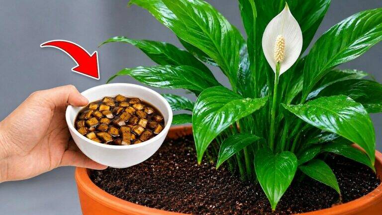 Slechts één theelepel is genoeg! Zo help je je lepelplant weer prachtig bloeien
