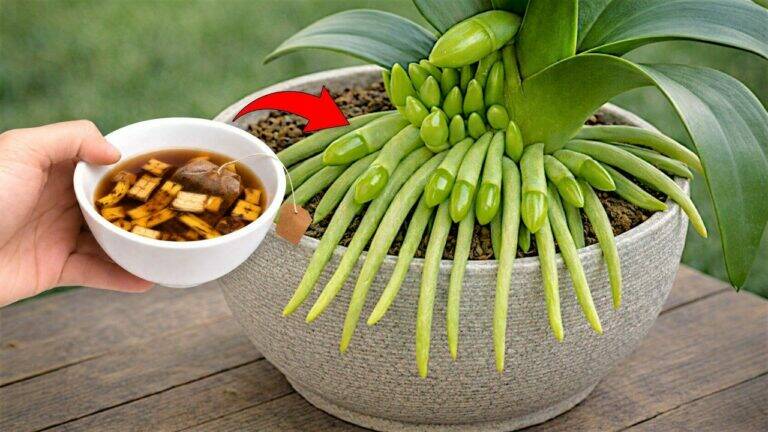Leg dit gewoon bij je orchidee! Zo help je haar nieuwe wortels en bloemen te vormen