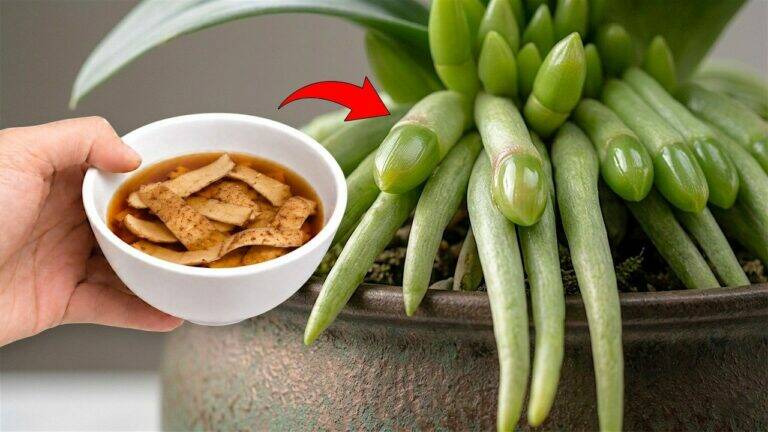 Het geheim voor snel bloeiende, sterke en overvloedig bloeiende orchideeën