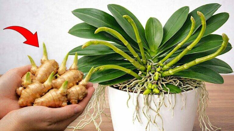 Een Klein Stukje Gember voor Sterkere Phalaenopsis-Orchideeën en Gezonde Wortels