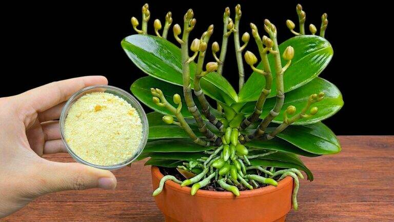 Broodkruimels voor Orchideeën? Een Natuurlijke Methode om Een Phalaenopsis met Kroonrot te Herstellen