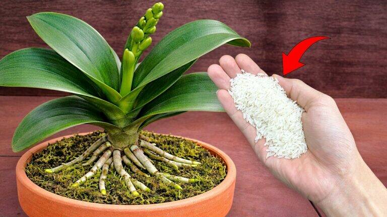 5 tips om je Phalaenopsis orchidee met aardappelen snel te laten groeien
