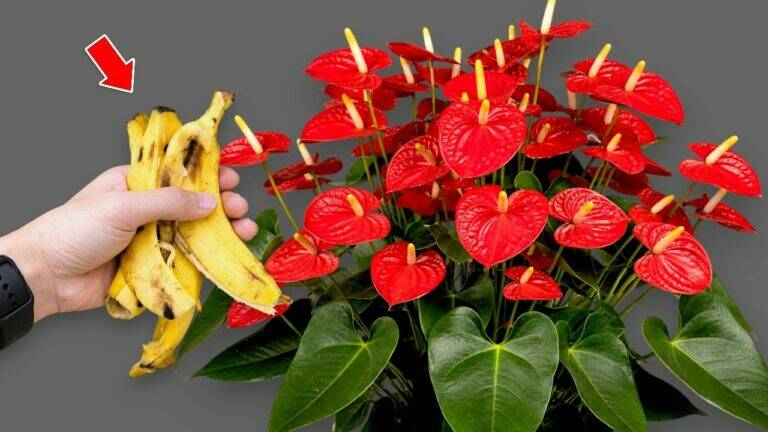 5 Tips voor het laten bloeien van Anthuriums het hele jaar door!