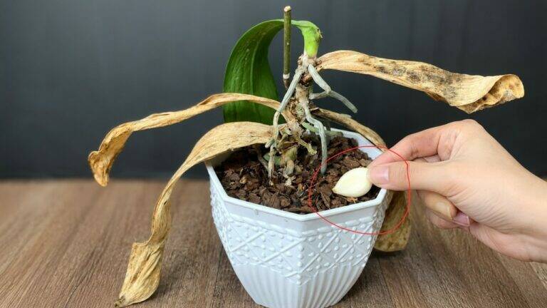 Red revitaliseert je orchidee met deze 5 eenvoudige stappen!
