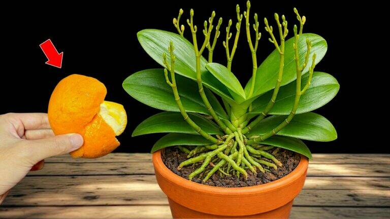 Jednou měsíčně: 5 kroků k zdravým orchidejím i pro začátečníky!