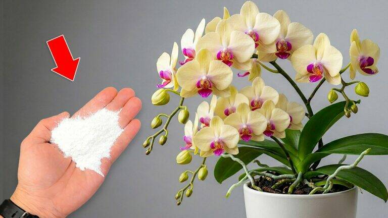 5 sposobów, aby Twoja orchidea kwitła i tworzyła nowe korzenie przez cały rok!