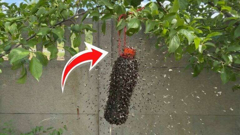 Hänge 1 schwarze Flasche im Garten auf – die erstaunlichen 24-Stunden-Resultate!