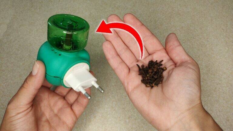 Sage 1 simple Trick gegen Mücken für immer – So schützt du dein Zuhause!