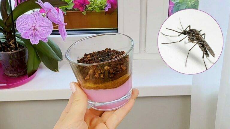 7 Tipps für einen abendlichen Balkon ohne Mücken und mit traumhaftem Duft