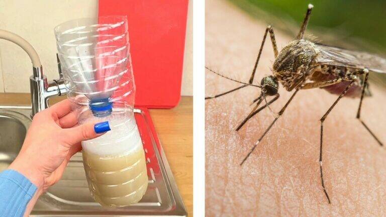 Genieße den Sommer: 5 Tricks für mückenfreien Frieden in 15 Metern!