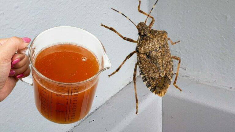 Scopri 5 trucchi per allontanare gli insetti fastidiosi dalla tua casa!