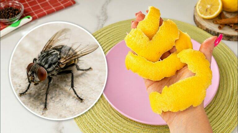 Nutze 5 Zitronenschalen-Tricks zur natürlichen Schädlingsbekämpfung!
