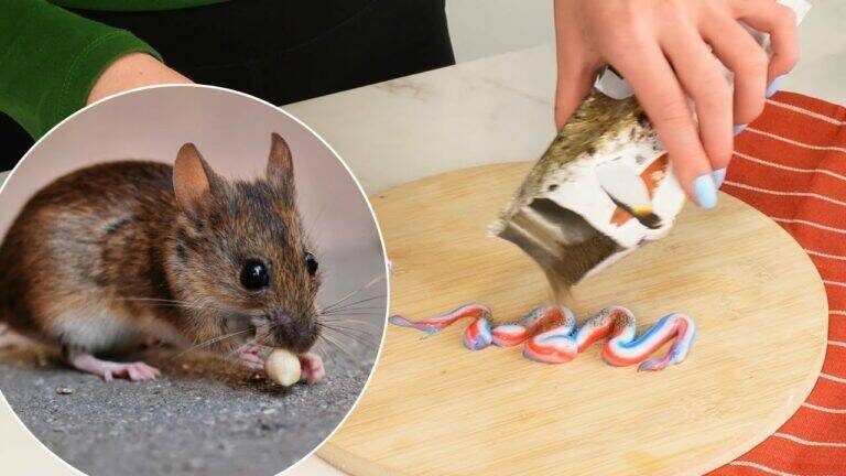 5 geniale Tipps, um Mäuse in Minuten fernzuhalten!