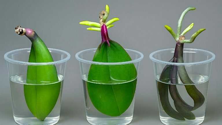 Het magische geheim voor de orchidee om snel wortel te schieten dat niemand heeft gedeeld
