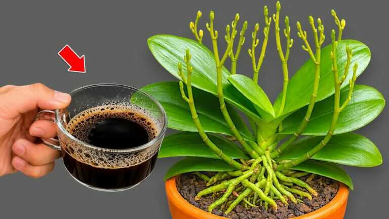 1 Kop per week – Het geheim om orchideeën sterke wortels te laten groeien en continu te laten bloeien!