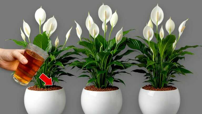 1 Lepel bij het Water geven van een Vredeslelie zal de bloemen en bladeren een tweede adem geven.