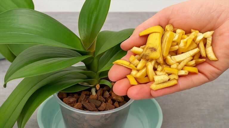 Potřebuji 1 banán! A orchideje kvetou jako šílené po celý rok!