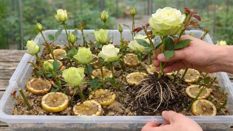 ¡Solo una delgada rebanada! Tendrás una hermosa planta de rosa con innumerables raíces y flores!