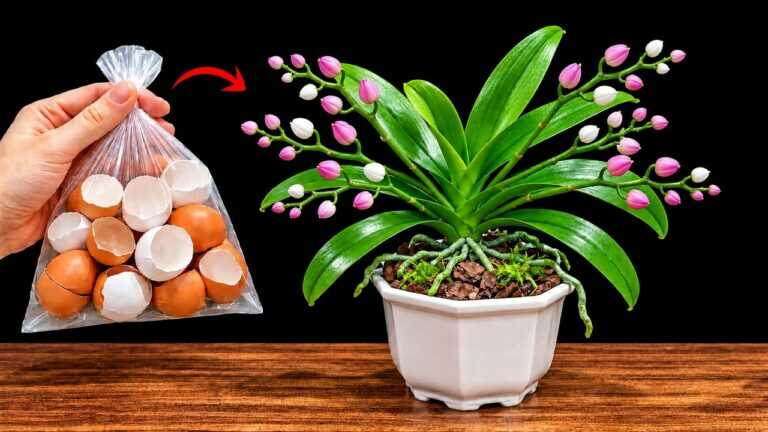 Tylko łyżka! Orchidee nagle rozwijają setki korzeni i kwitną!