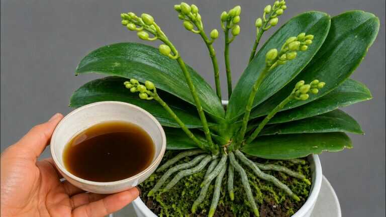 Tylko 1 filiżanka tygodniowo sprawia, że orchidee rosną silne korzenie i kwitną bez przerwy!