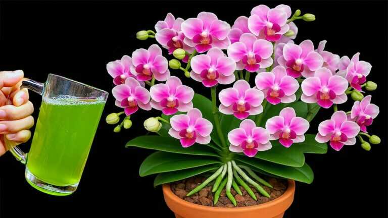 Świetnie! Nawet słabe orchidee zapuszczają korzenie i kwitną jak szalone