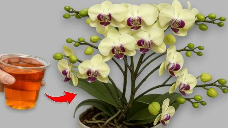 This Miracle Unexpectedly Made So Many Orchid Buds Have Grown